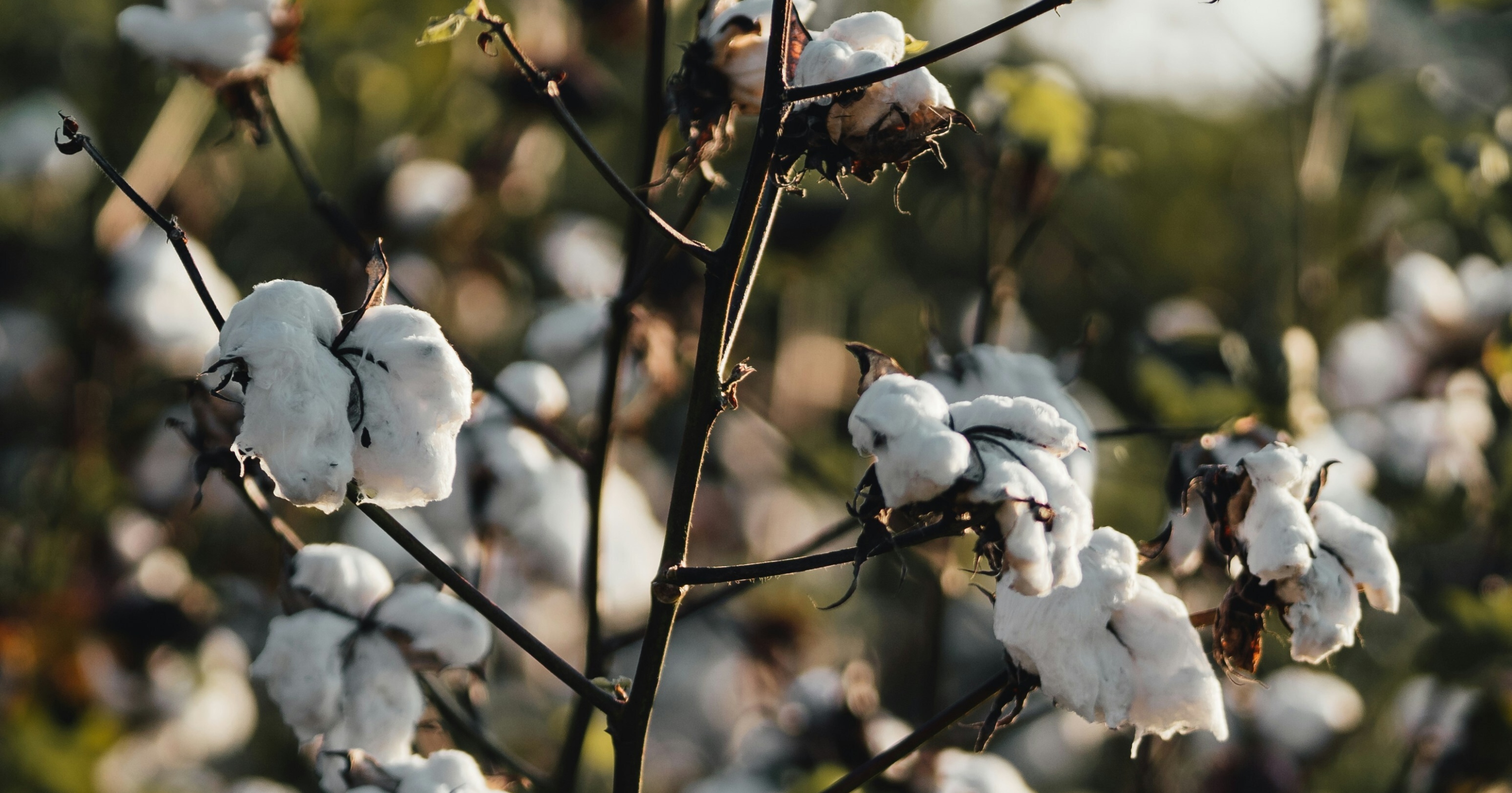 Clayton malquist G Qdtkw Iiv5k unsplash